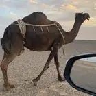 خلفه تحتها بكره وعلى جميع الشروط