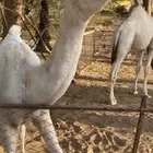 قعود عوني كفو