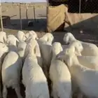 بهم فاخر. تم البيععع