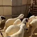 7 سواكن طيبة للبيع خرفان