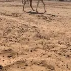 بكره وضحا مفروده