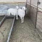 طليان