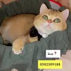قط ذكر طالب تزاوج برتش منتج والكتن من انتاجه معروضين للبيع