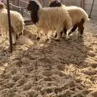 3 خرفان و1 رخل نعيم بلدي