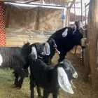 تيوس مخاصي وجفار شي نظيف