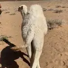 للبيع قعود طيب عمره 6 شهور