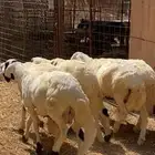 5 خرفان سواكن طيبة للبيع مرابي