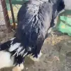 طلي نجدي