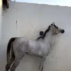 حصان شعبي. شيخ. حق شتويه حصان جمره حار  سست تربيع وسبوق