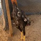 ديك شامو ياباني