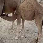 قعدان طيبه للبيع