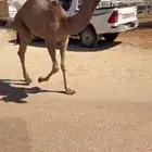 قعود طيب على بعارين ابن الشيخ