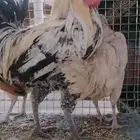 ديك بلدي ابي أبيعه أو بديل فيومي ثاني يكون اصغر