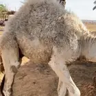 قعود