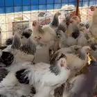 دجاج براهما كولمبي عمر 5 شهور و4 شهور