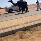 مجهم ثنو بداوه كفو ومناح وهداوه وديد زين وناقه زينه