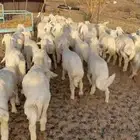 بهم تربيه مراح تم البيع اضغط متابعه يصلك كل جديد