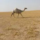 لقحه