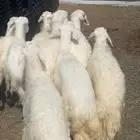 خرفان كفو