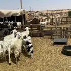 غنم مواليد