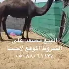 مصعد البيع