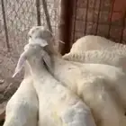 بهم للبيع طليان