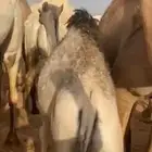 حاشي لباني للبيع