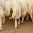 11 خروف كفو كفو وفيها مشاريع
