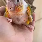 مطلوب فرخ كنيور اناناس