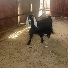 معزاء العدد 6