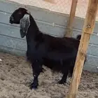 عينز دافع