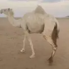 ناقه
