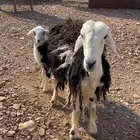 نعجه حجرية بولدها فاخر