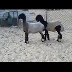 رخال صنف طيبه