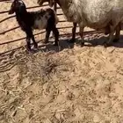 نعجه رغوث