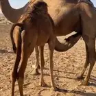 حاشي عمر6 اشهر