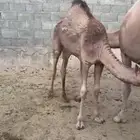 قعود كفو جدا