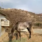 حصان للبيع ما شاء الله تبارك الله العمر ثلاث سنوات والطول