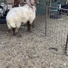 فحول طيبه