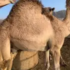 للبيع القعدان الكفو للمبادي وزواجات مسكته