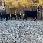 7 من التيوس عارضيه صنف