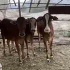 حسلان وحسايل بلدي المخواة