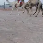قليصه