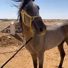 رفحاء