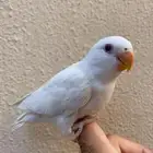 للبيع فرخ روز