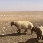 خروف خصم صنف