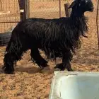 شاه نجديه دلما