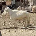 طلي فحل جرم وحار