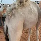 قعود قصب عمره 9_10 شهور