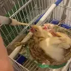 فروخ كناري غر تم البيع